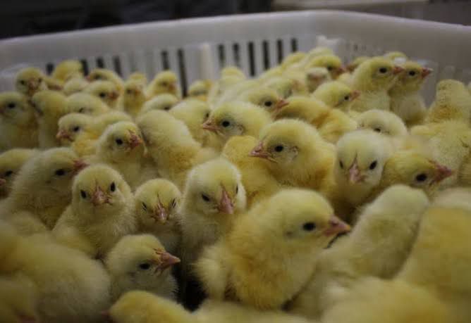Secretaria de Agricultura tem inscrições abertas para compra conjunta de pintinhos em Santos Dumont